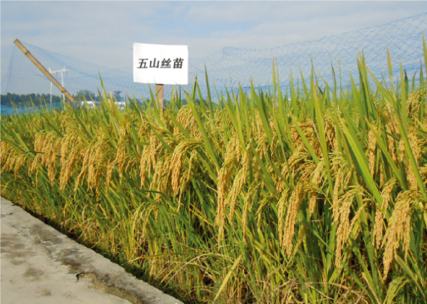 13-五山丝苗.jpg