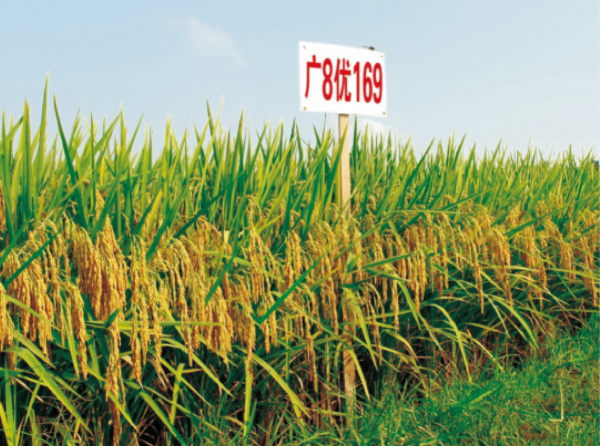 23-广8优169.jpg