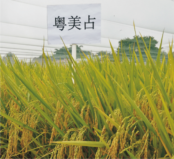 38-粤美占.jpg