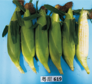 粤甜619.jpg