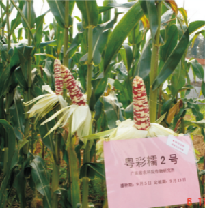 粤彩糯2号.jpg