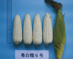 粤白糯6号.jpg