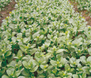 碧绿粗薹菜心.jpg