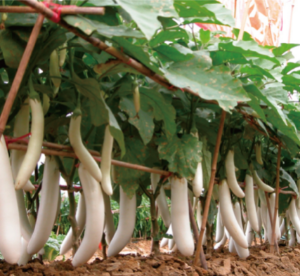 白龙茄子.jpg