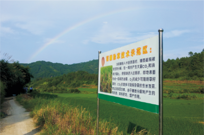有机稻栽培技术.jpg