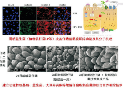 改善仔猪肠道健康的无抗饲粮配制技术.jpg