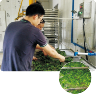 脱水桑叶菜生产技术.jpg