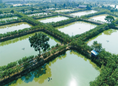 桑基鱼塘复兴技术1.jpg