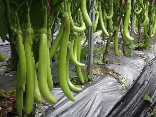 “碧玉1号”茄子。