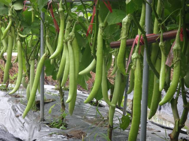 “碧玉2号”茄子。