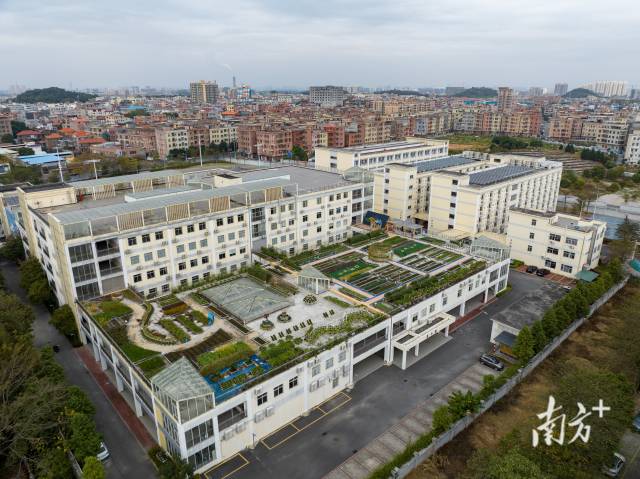 东莞松山湖横沥实验学校一栋教学楼的天台上，学生们种满了各式各样的蔬菜。